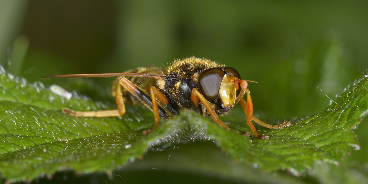 Caliprobola speciosa?